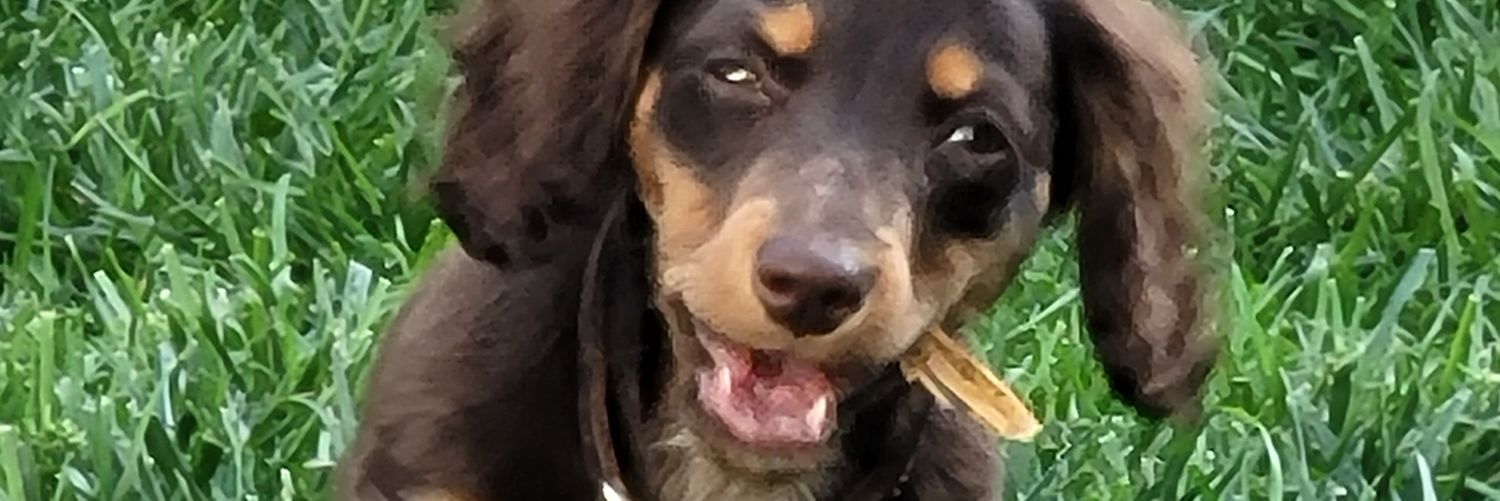 harr_freki's profile banner image