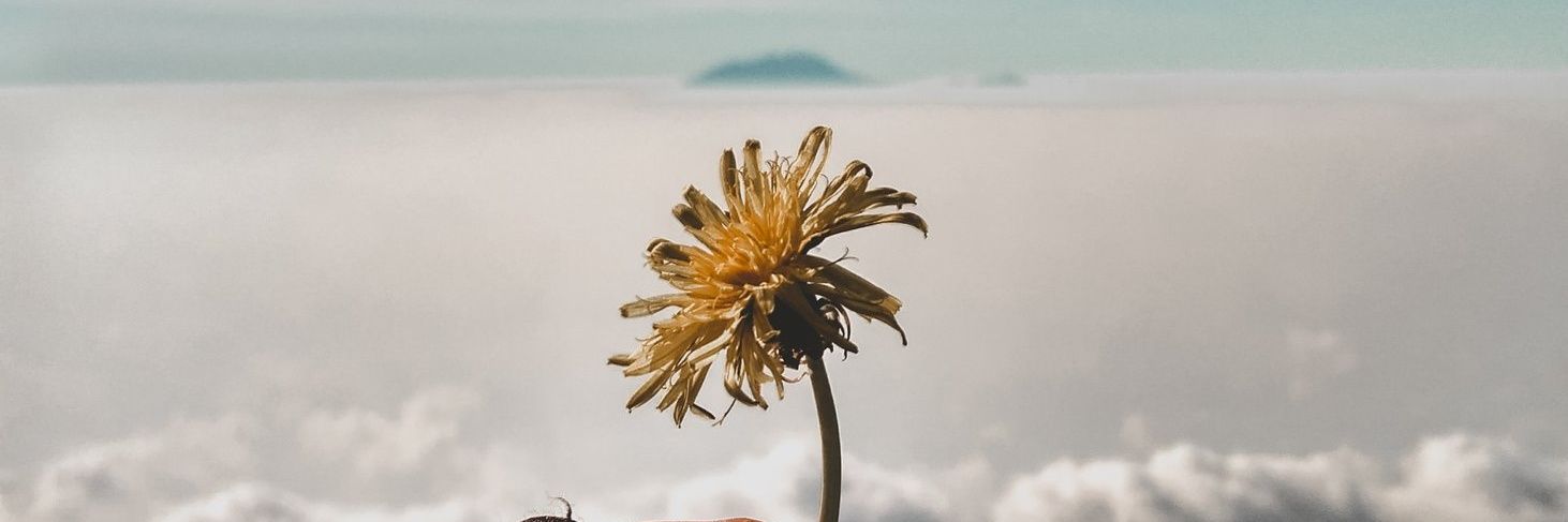 ayu 🇵🇸 🦉 banner