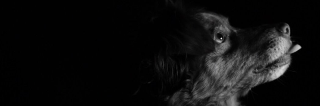 ChrisChiarulli's profile banner image
