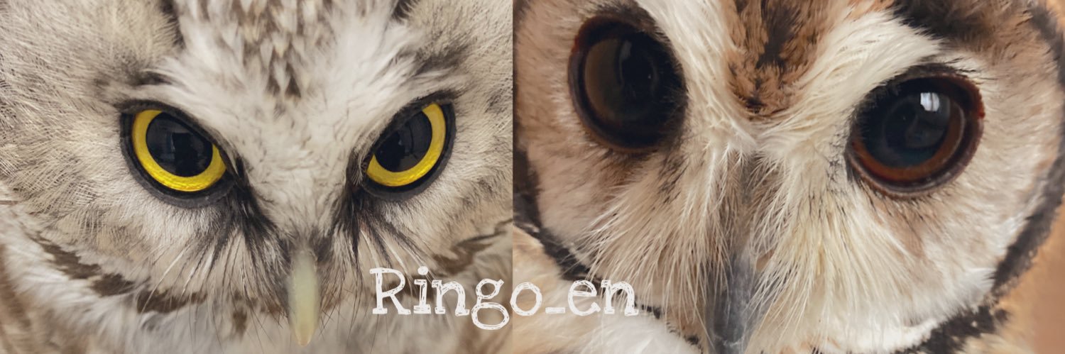 たま&🦉🦉's banner
