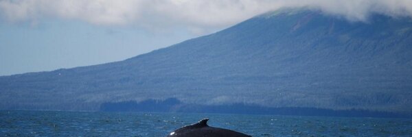ZevWaldman Profile Banner