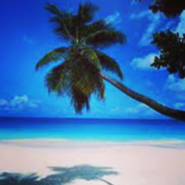 Fernanda Marti banner