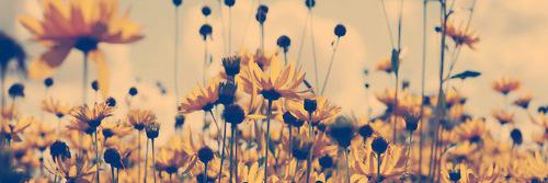 MaraJPurcell's profile banner image