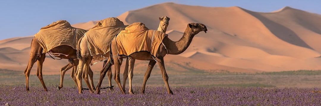 محمد العتيبي banner