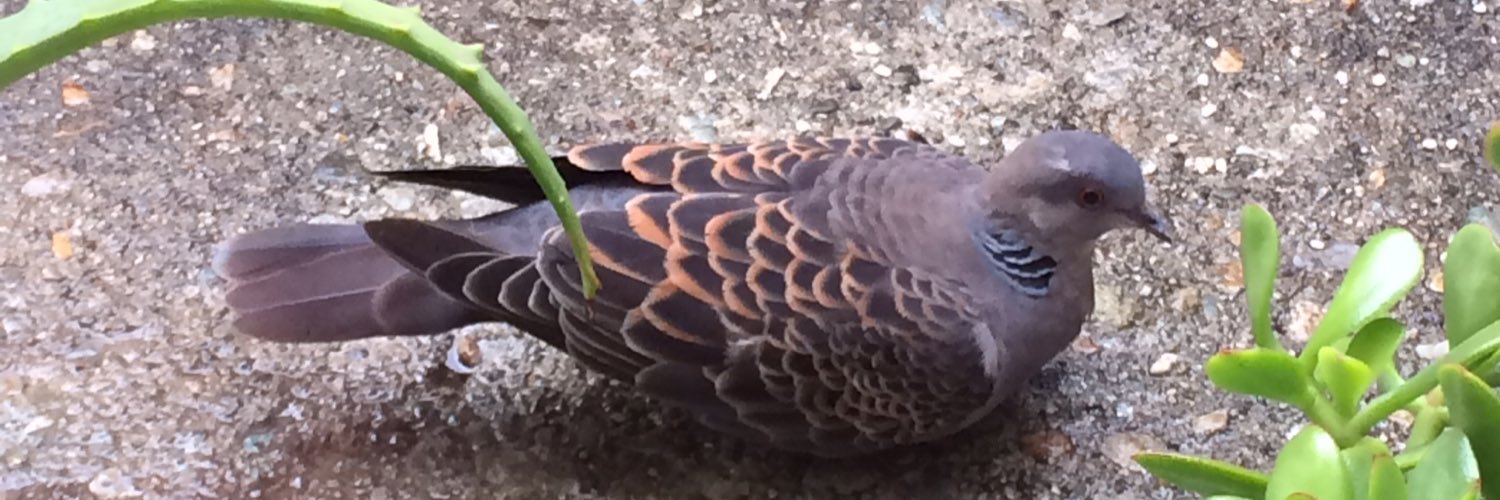 はと工作員 banner