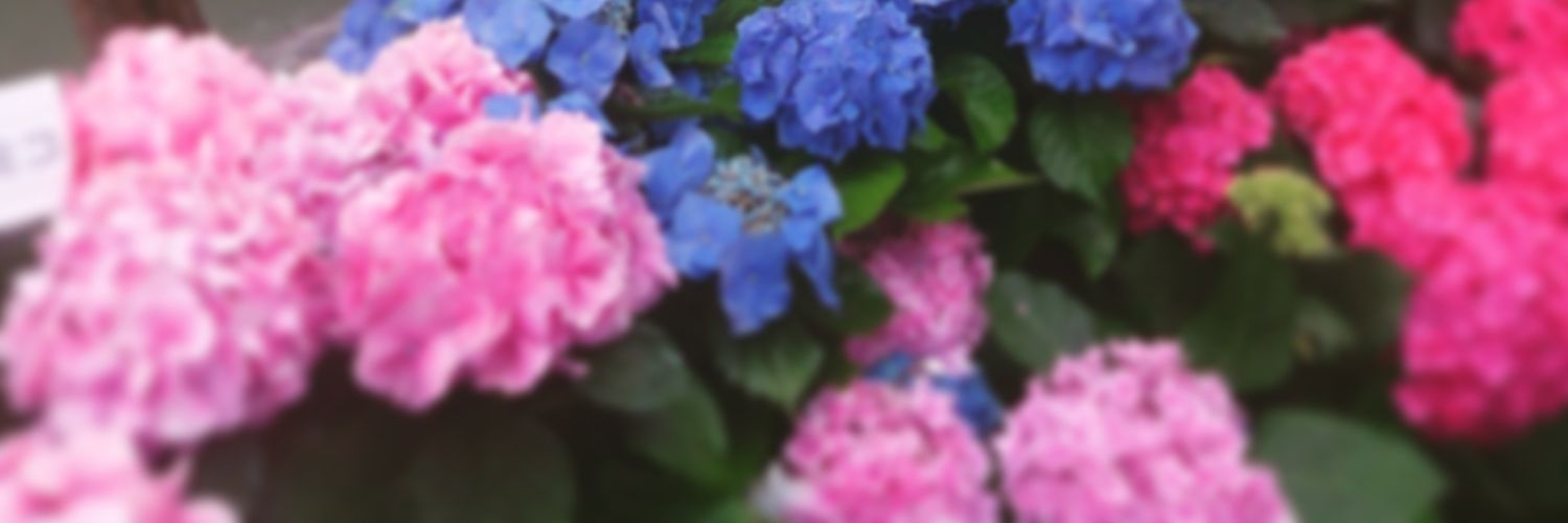 kio65382437's profile banner image
