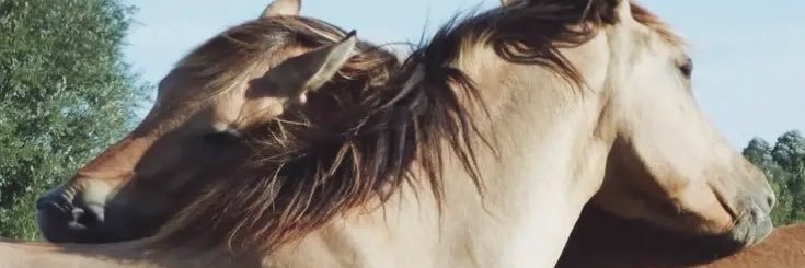 ė banner