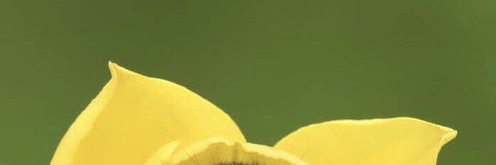 pkopuko990's profile banner image