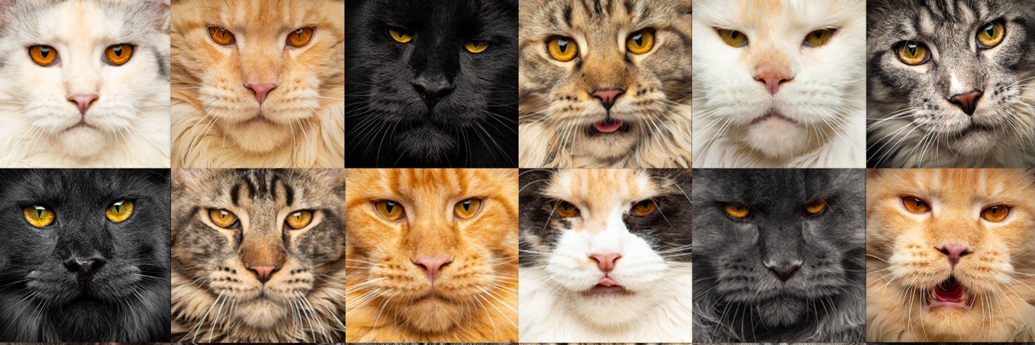 Felis Gallery by Robert Sijka banner