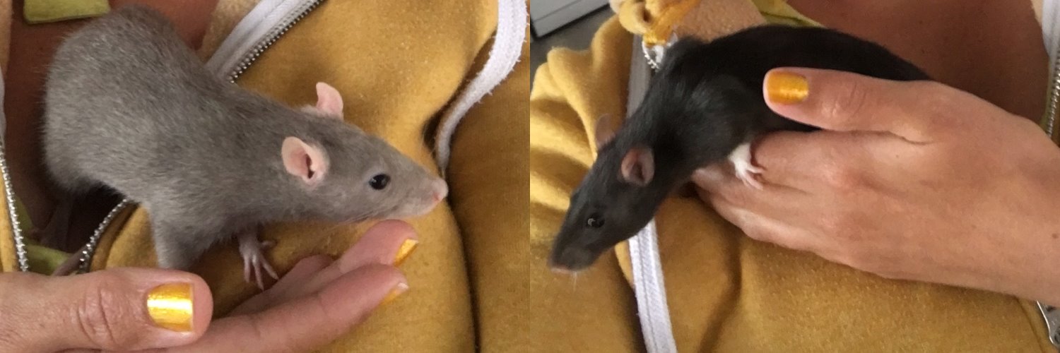 EforAnimals's profile banner image