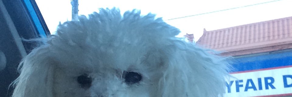 PawPrints33's profile banner image