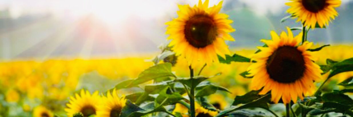 AllysonRotan's profile banner image