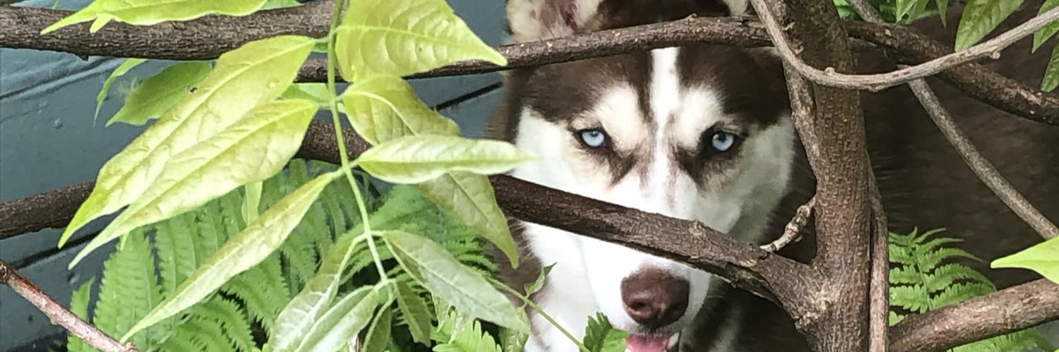 WeiskergerJ's profile banner image