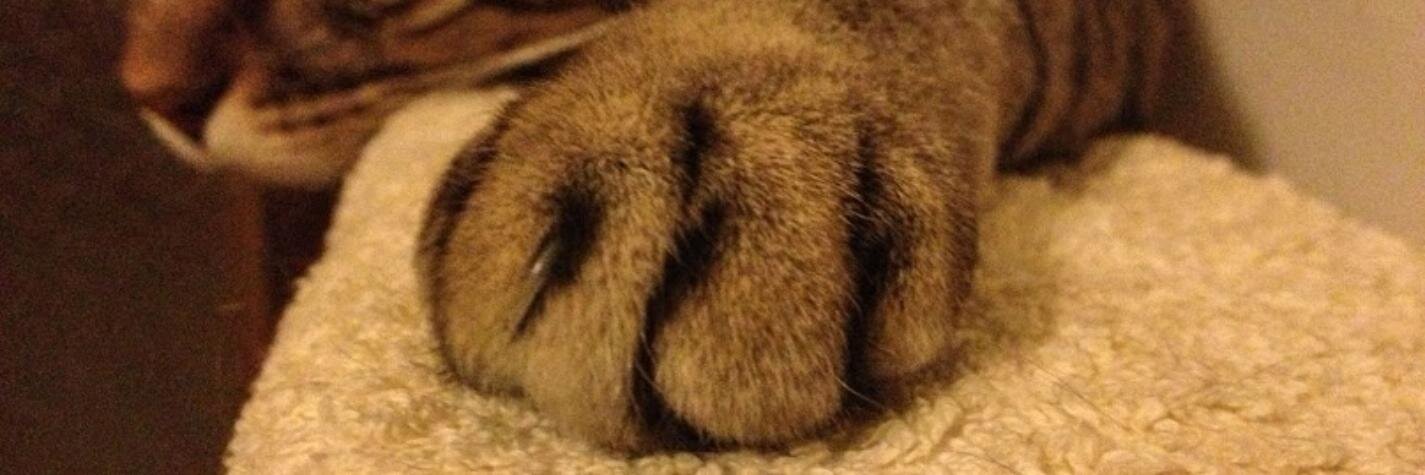 Francesco Giovannini banner