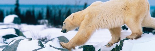 polarmuseum Profile Banner