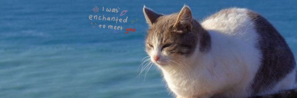 eve 🐈‍⬛ | ENHYPEN IS 7!! TBZ IS 11!! banner