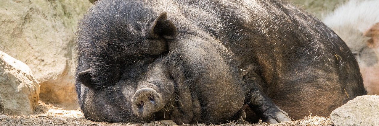 Ham Creature Sam🍖 banner