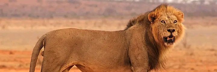 lepar_tom's profile banner image