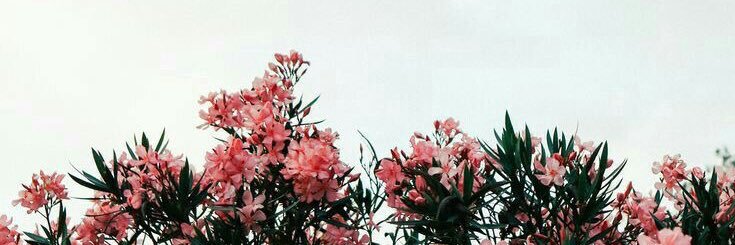 nancycalvv_'s profile banner image