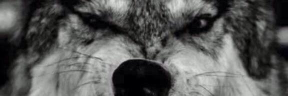 Young_Dreezy's profile banner image