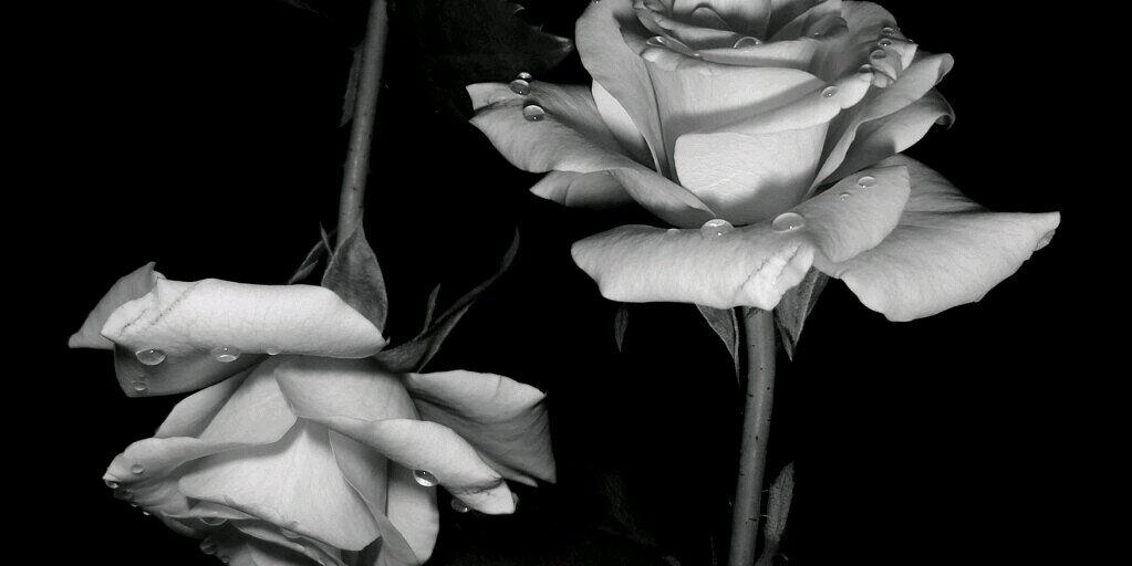 anisa_rahim's profile banner image