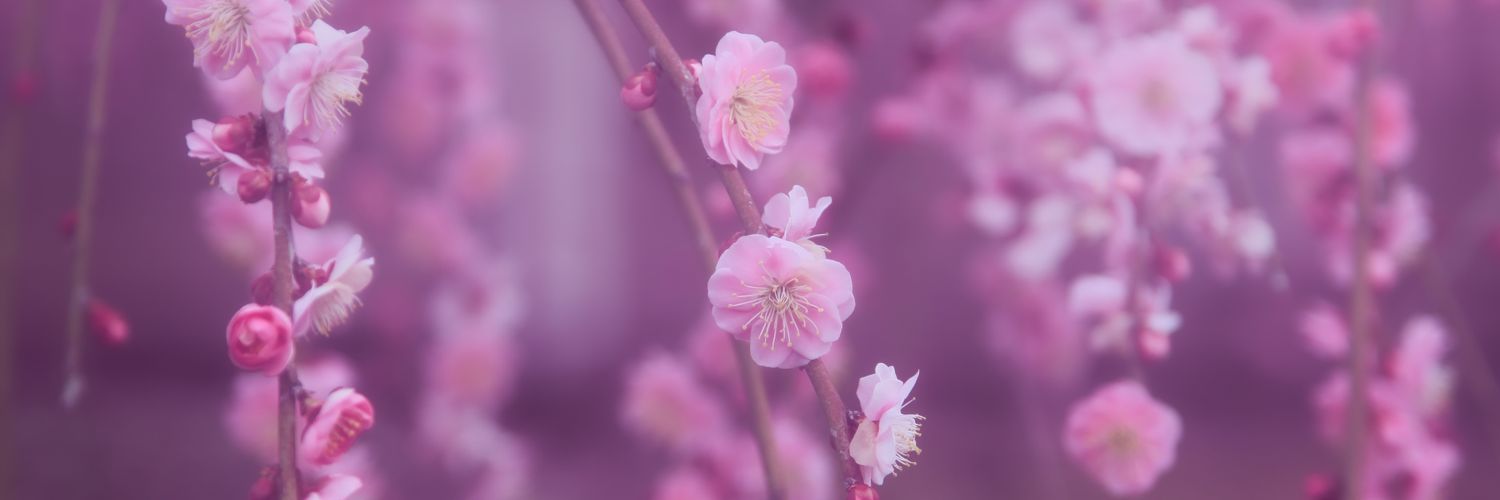 す―さん banner