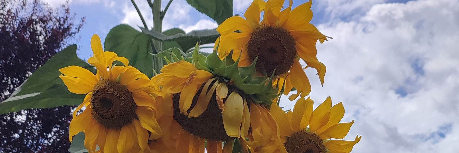 kevserhtt's profile banner image
