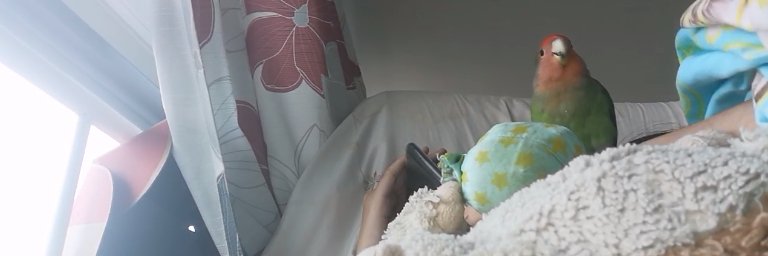 ＊sαρн＊ banner