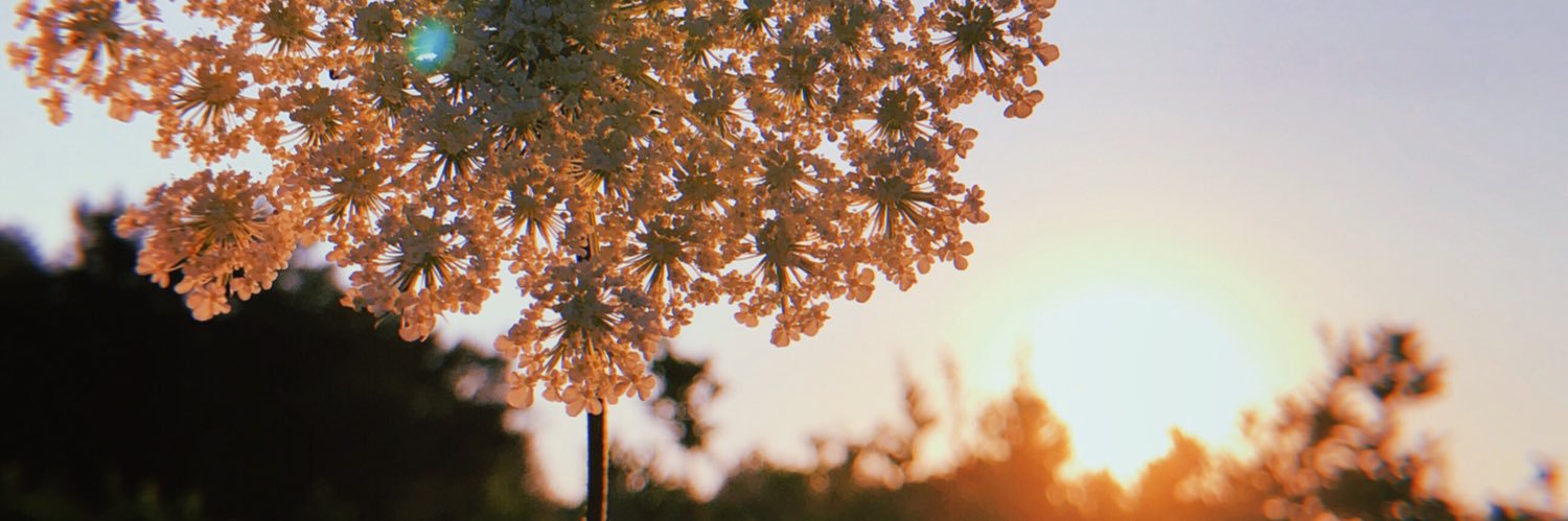 dilekhallum's profile banner image