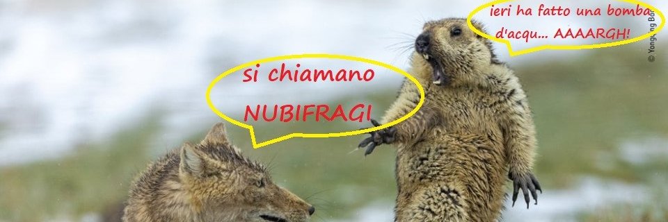 Filippo Thiery banner