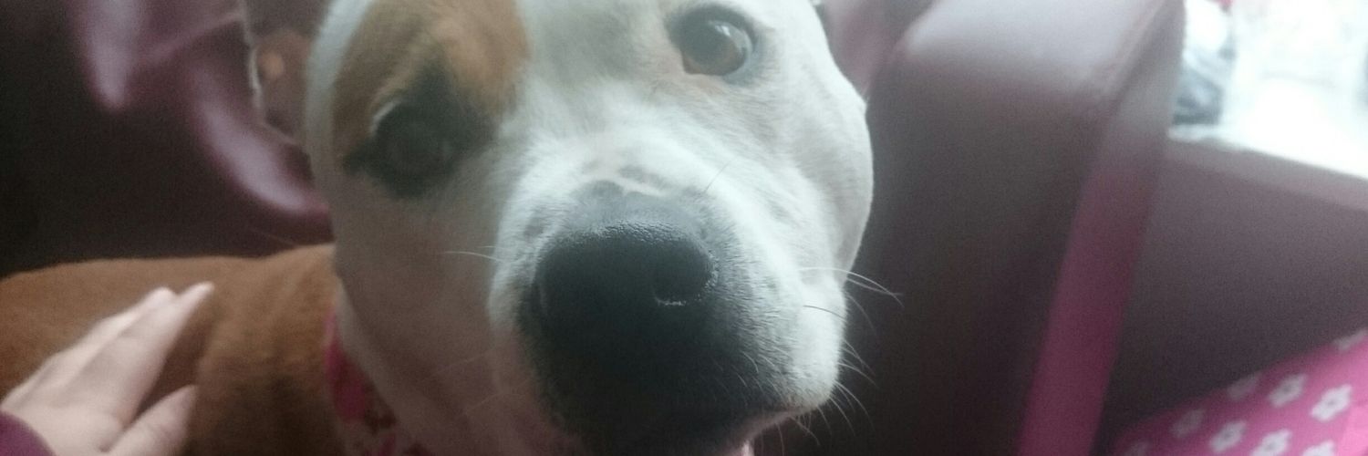 heatherjd13's profile banner image