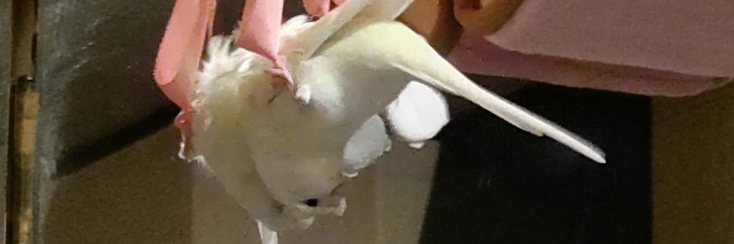 CoC_Rilakkuma_Aya banner