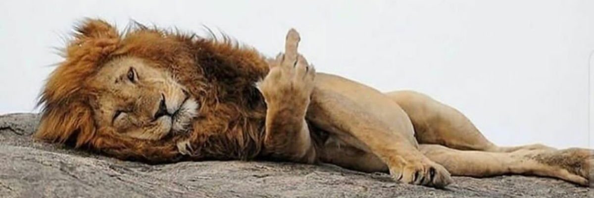 leo_agave's profile banner image