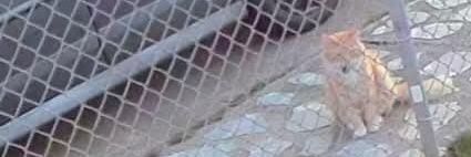 Randy Hobbs II banner