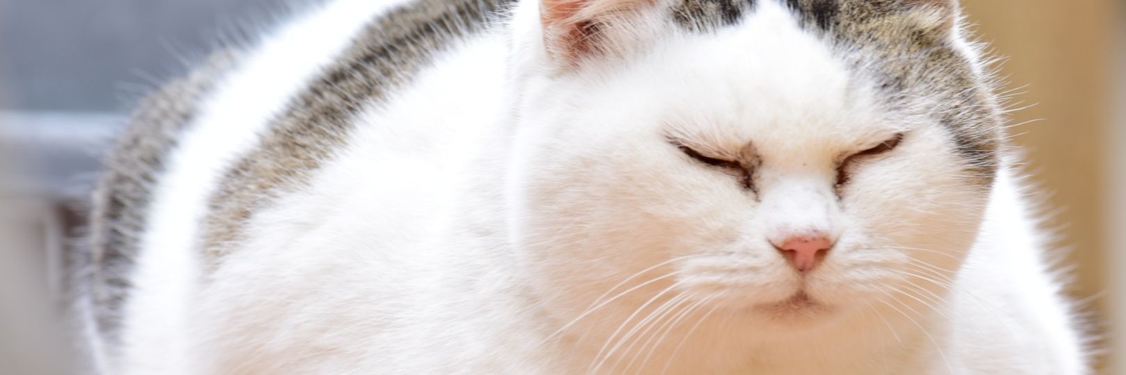 猫渡taku banner