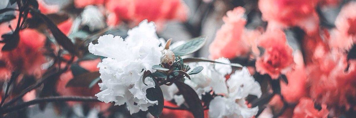budhamomma25's profile banner image
