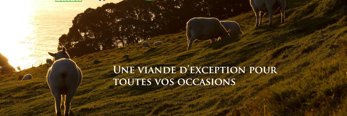 Allo Mouton 🐑 banner