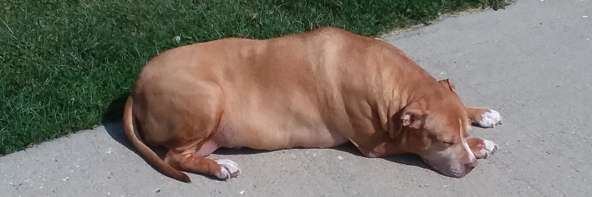 Brad Minarick banner