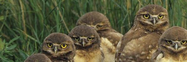 hamsterkate Profile Banner