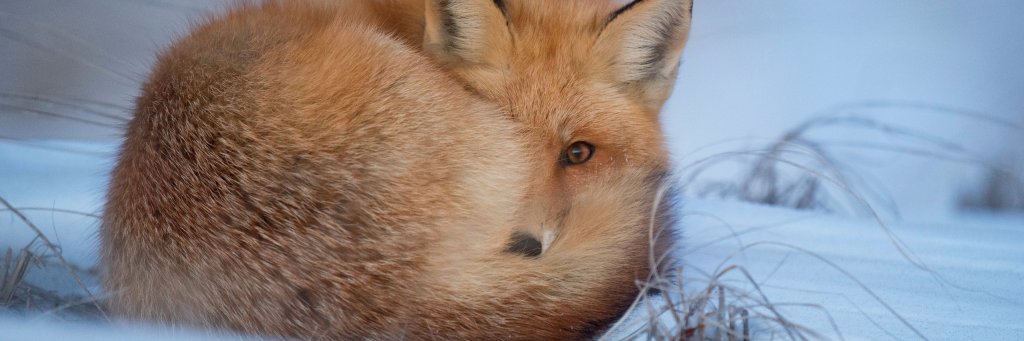 knowfox's profile banner image