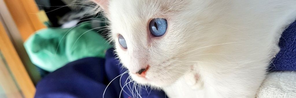 Cis_ci's profile banner image
