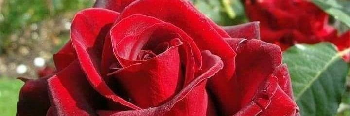 Irankaraj's profile banner image