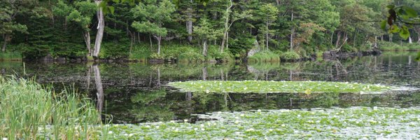 p_persica123 Profile Banner