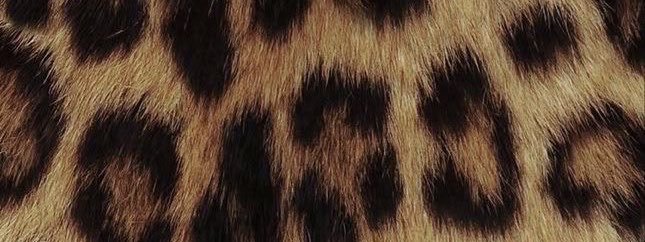 sassynextdoor's profile banner image