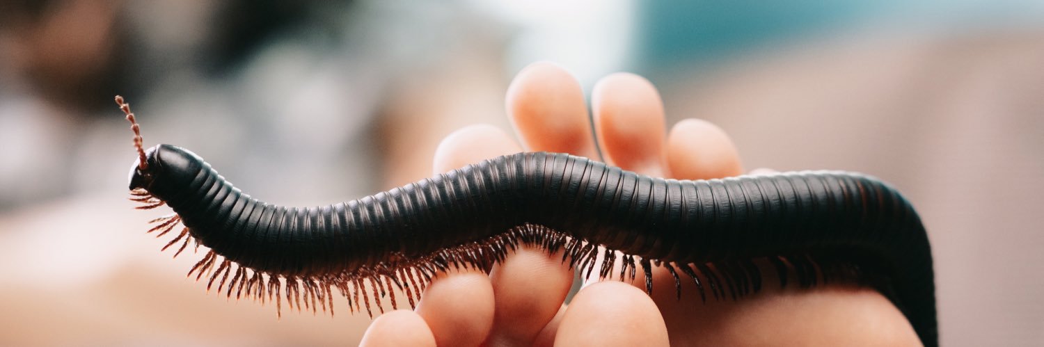 Alexia🐛 banner