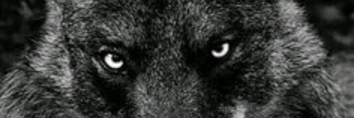 Bluecreeper01's profile banner image