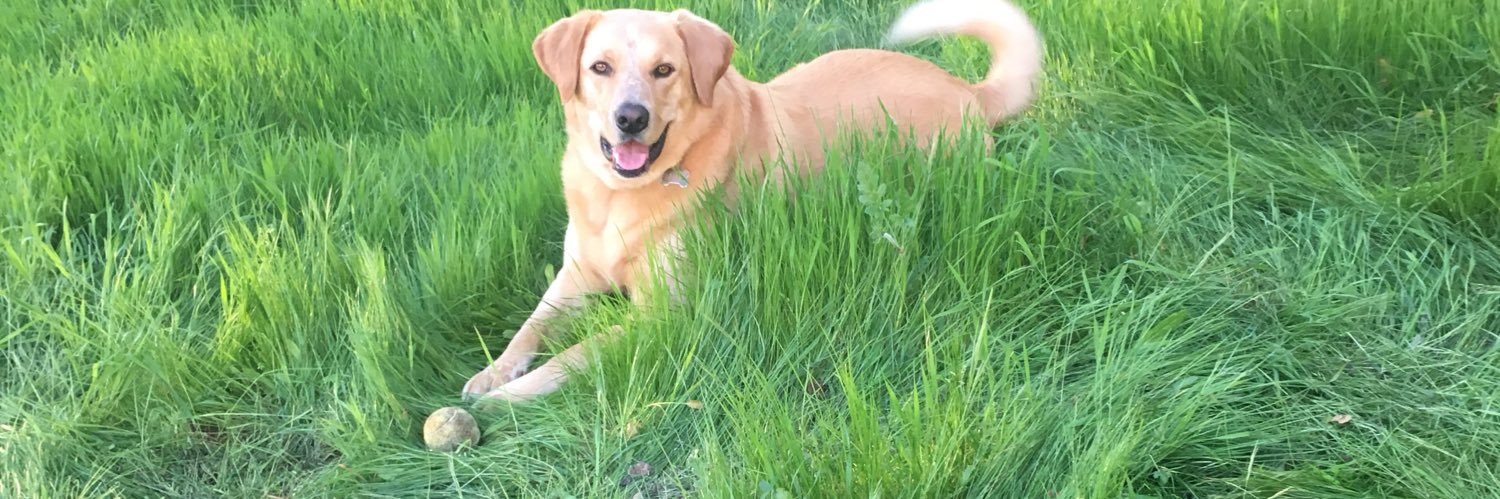 JoeTheDoggo's profile banner image
