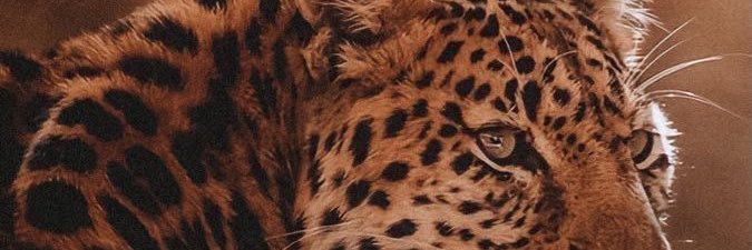 Al3z_978's profile banner image