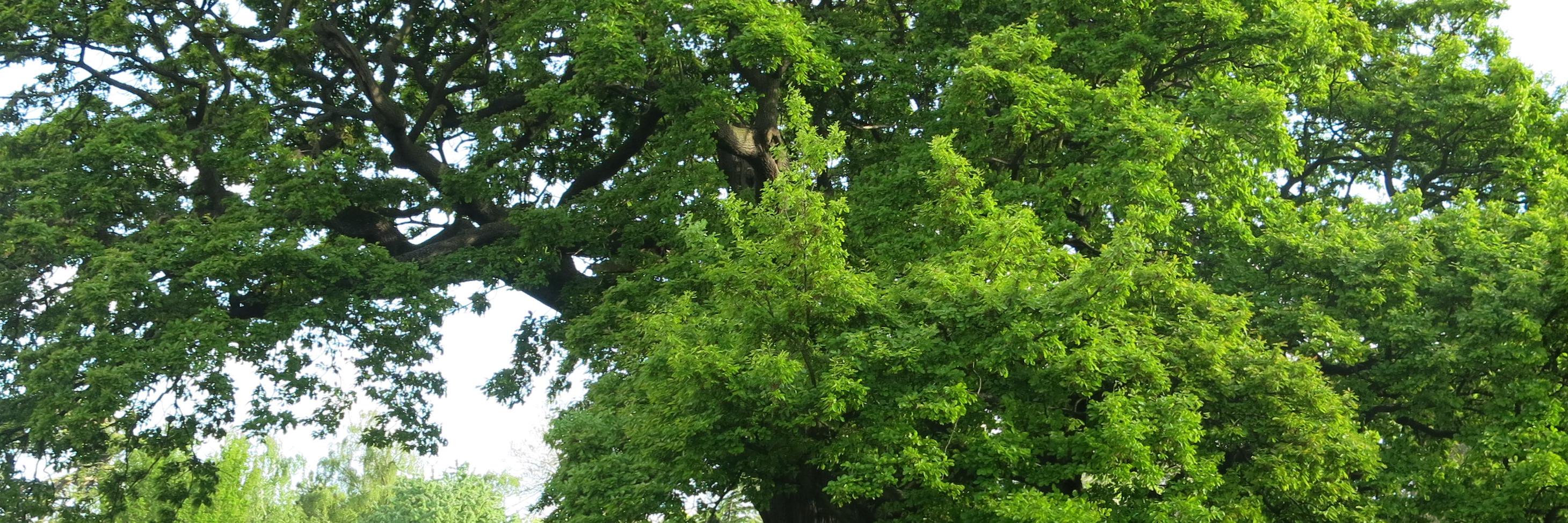 TottenhamTrees banner