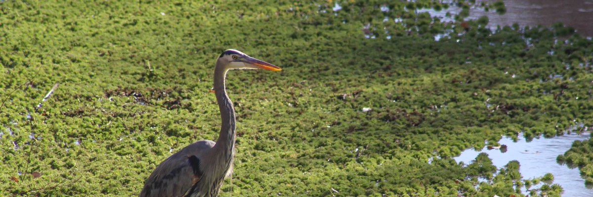 Jennifer Gonzales banner